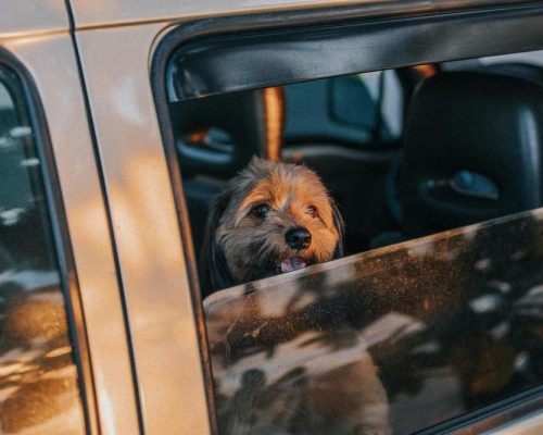 Vilken bilmodell passar bäst för hundägare?