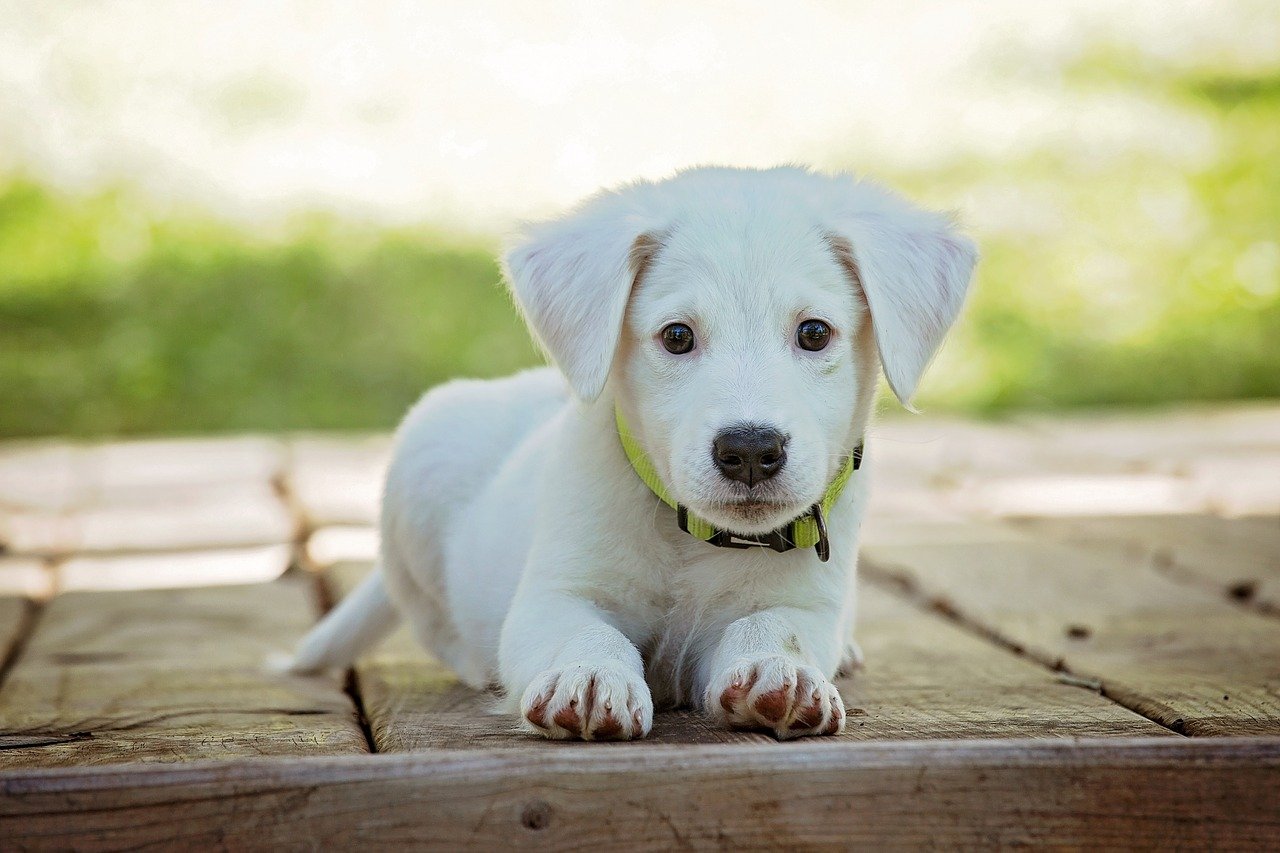 Vad kostar en hund?