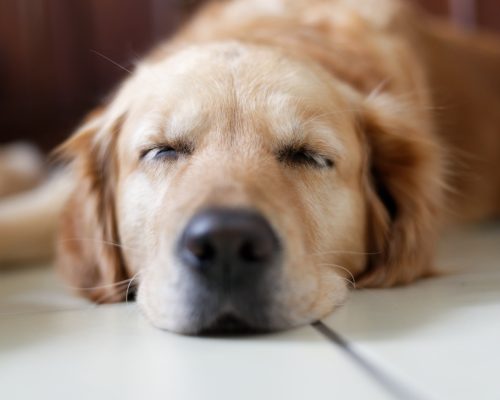 Hundens sömn – så mycket behöver din hund sova och varför